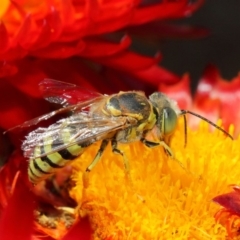 Bembix sp. (genus) at Acton, ACT - 8 Mar 2019