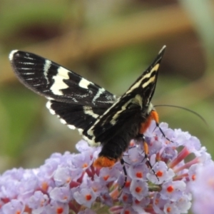 Phalaenoides glycinae at Conder, ACT - 2 Feb 2019 02:22 PM