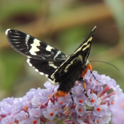 Phalaenoides glycinae (Grapevine Moth) at Conder, ACT - 2 Feb 2019 by michaelb