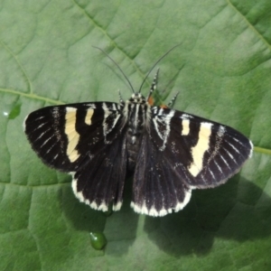 Phalaenoides glycinae at Conder, ACT - 23 Feb 2018