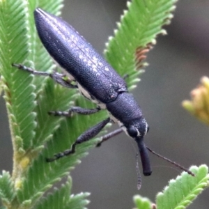 Rhinotia sp. in brunnea-group at Majura, ACT - 28 Jan 2019