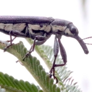 Rhinotia sp. in brunnea-group at Majura, ACT - 28 Jan 2019