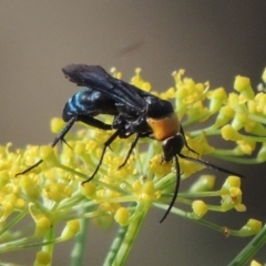 Ferreola handschini (Orange-collared Spider Wasp) at Tharwa, ACT - 3 Feb 2019 by michaelb