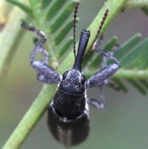 Rhinotia sp. in brunnea-group at Majura, ACT - 1 Feb 2019