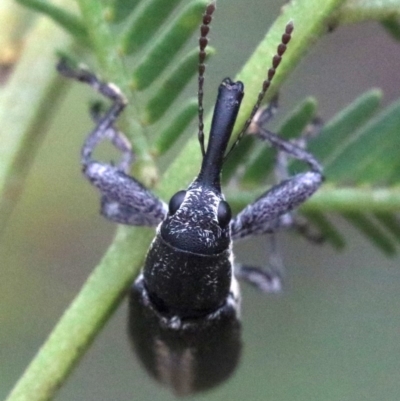 Rhinotia sp. in brunnea-group (A belid weevil) at Majura, ACT - 1 Feb 2019 by jbromilow50