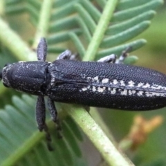 Rhinotia sp. in brunnea-group at Majura, ACT - 1 Feb 2019