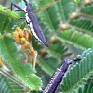 Rhinotia edentula at Majura, ACT - 28 Jan 2019