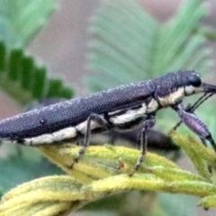 Rhinotia edentula at Majura, ACT - 28 Jan 2019