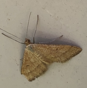 Scopula rubraria at Monash, ACT - 10 Mar 2019