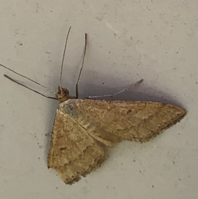 Scopula rubraria (Reddish Wave, Plantain Moth) at Monash, ACT - 10 Mar 2019 by jackQ