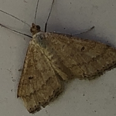 Scopula rubraria at Monash, ACT - 10 Mar 2019