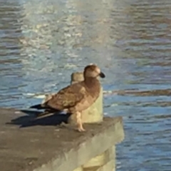 Larus pacificus (Pacific Gull) at Merimbula, NSW - 8 Mar 2019 by hynesker1234