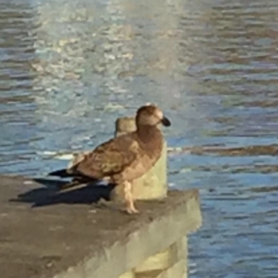 Larus pacificus (Pacific Gull) at Merimbula, NSW - 8 Mar 2019 by hynesker1234
