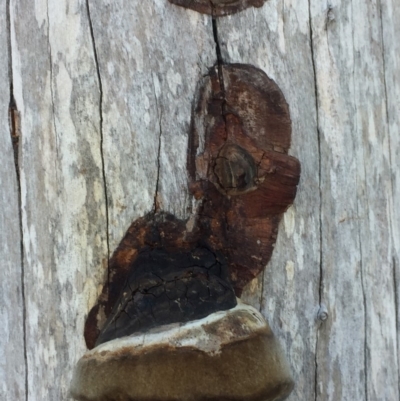 Unidentified Fungus, Moss, Liverwort, etc at Merimbula, NSW - 7 Mar 2019 by hynesker1234