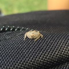 Dolophones sp. (genus) at Lyneham, ACT - 6 Feb 2019 11:12 AM
