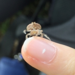 Dolophones sp. (genus) at Lyneham, ACT - 6 Feb 2019 11:12 AM