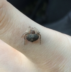 Dolophones sp. (genus) at Lyneham, ACT - 6 Feb 2019 11:12 AM