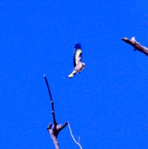 Carduelis carduelis at Harrison, ACT - 10 Mar 2019