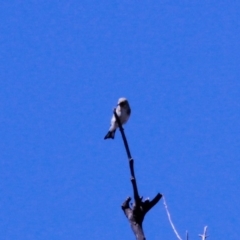 Carduelis carduelis at Harrison, ACT - 10 Mar 2019