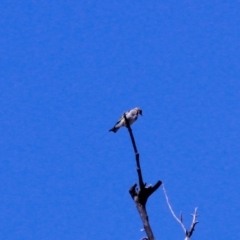 Carduelis carduelis at Harrison, ACT - 10 Mar 2019