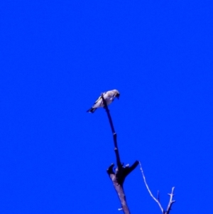 Carduelis carduelis at Harrison, ACT - 10 Mar 2019