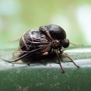 Ogcodes sp. (genus) at Cook, ACT - 6 Mar 2019