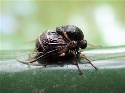 Ogcodes sp. (genus) (Hunchback Fly) at Cook, ACT - 6 Mar 2019 by CathB