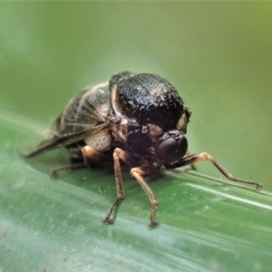 Ogcodes sp. (genus) at Cook, ACT - 6 Mar 2019