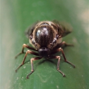 Ogcodes sp. (genus) at Cook, ACT - 6 Mar 2019