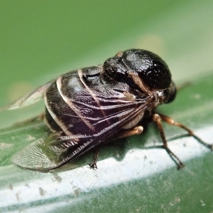 Ogcodes sp. (genus) at Cook, ACT - 6 Mar 2019