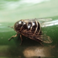 Ogcodes sp. (genus) at Cook, ACT - 6 Mar 2019