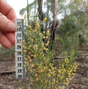 Acacia linearifolia at Dunlop, ACT - 8 Mar 2019 04:34 PM