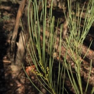 Acacia linearifolia at Dunlop, ACT - 8 Mar 2019