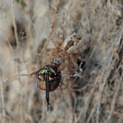 Phryganoporus candidus (Foliage-webbing social spider) at Dunlop, ACT - 9 Mar 2019 by CathB