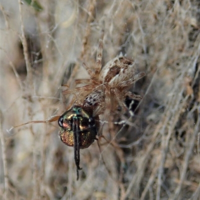 Phryganoporus candidus (Foliage-webbing social spider) at Dunlop, ACT - 9 Mar 2019 by CathB