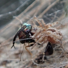 Eucharitidae (family) (Unidentified ant-parasite wasp) at Aranda Bushland - 8 Mar 2019 by CathB