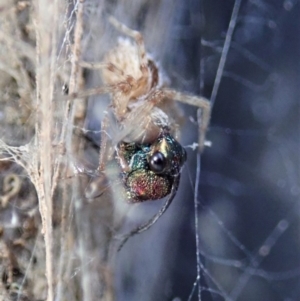 Eucharitidae (family) at Dunlop, ACT - 8 Mar 2019 04:54 PM