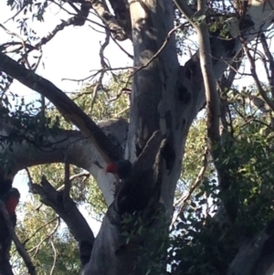 Callocephalon fimbriatum at Deakin, ACT - 10 Mar 2019