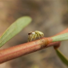 Opisthoncus grassator (Jumping spider) at Dunlop, ACT - 6 Mar 2019 by CathB