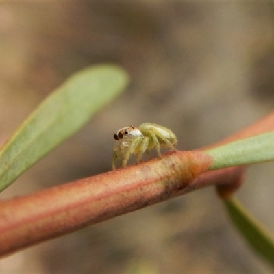 Opisthoncus grassator (Jumping spider) at Dunlop, ACT - 5 Mar 2019 by CathB