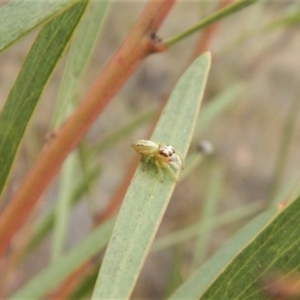 Opisthoncus grassator at Dunlop, ACT - 6 Mar 2019