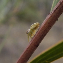 Opisthoncus grassator at Dunlop, ACT - 6 Mar 2019 08:03 AM