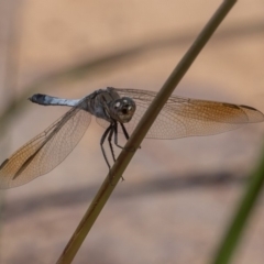 Orthetrum caledonicum (Blue Skimmer) at Coombs, ACT - 3 Mar 2019 by rawshorty