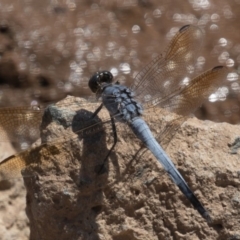 Orthetrum caledonicum at Coombs, ACT - 3 Mar 2019