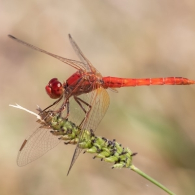 Diplacodes haematodes (Scarlet Percher) at Coombs, ACT - 3 Mar 2019 by rawshorty