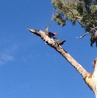 Callocephalon fimbriatum (Gang-gang Cockatoo) at Deakin, ACT - 10 Mar 2019 by jennyt