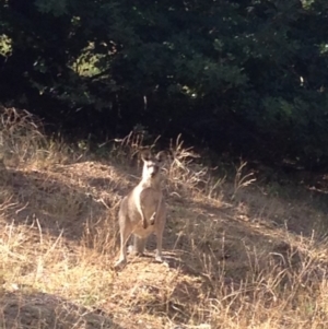 Macropus giganteus at Deakin, ACT - 10 Mar 2019