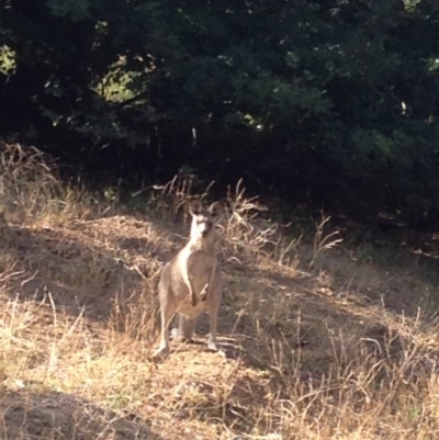 Macropus giganteus (Eastern Grey Kangaroo) at Red Hill Nature Reserve - 9 Mar 2019 by jennyt