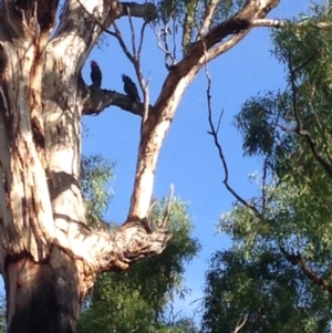 Callocephalon fimbriatum at Hughes, ACT - suppressed