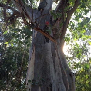 Callocephalon fimbriatum at Hughes, ACT - suppressed